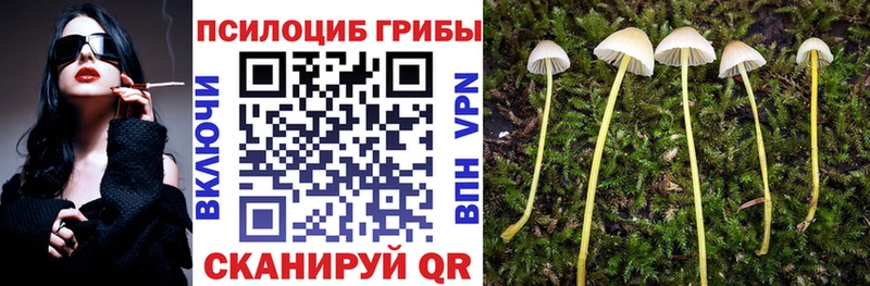 kraken зеркало  сайты даркнета официальный сайт  Псилоцибиновые грибы мицелий  наркошоп  Бакал 